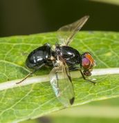 Flue seioptera vibrans